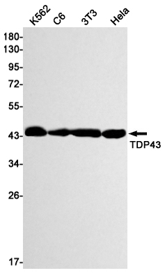 TDP 43 Rabbit mAb