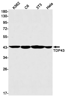 TDP 43 Rabbit mAb