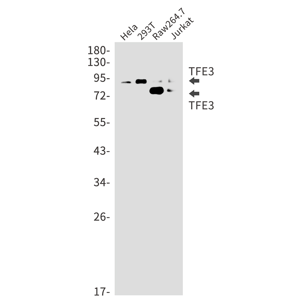 Transcription Factor E3 Rabbit mAb