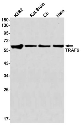 TRAF6 Rabbit mAb