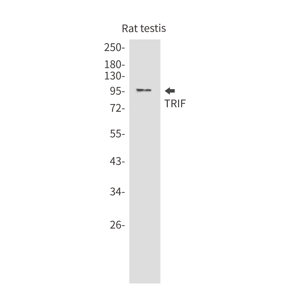 TRIF Rabbit mAb