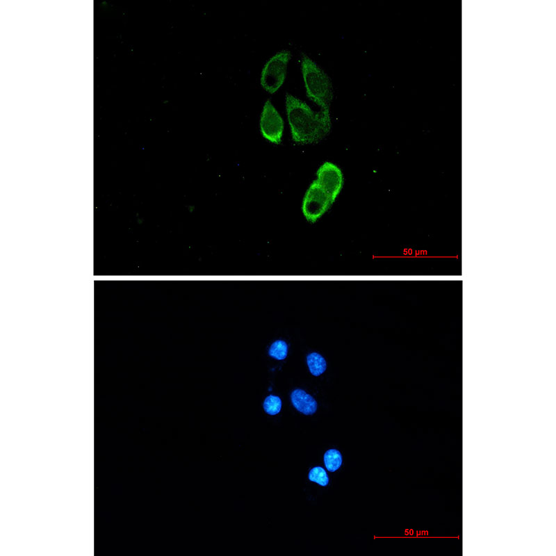 TRIM25 Rabbit mAb