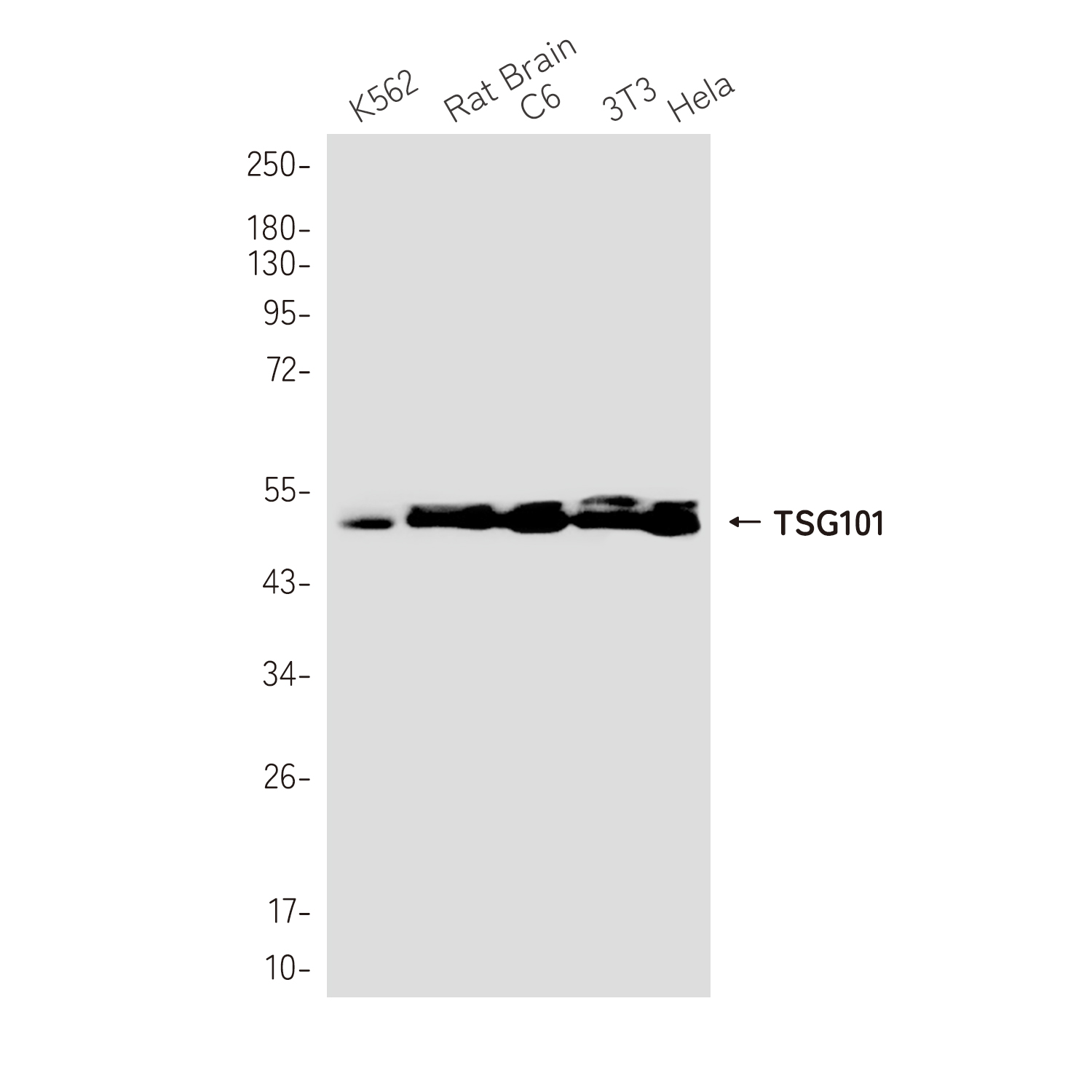 TSG101 Rabbit mAb