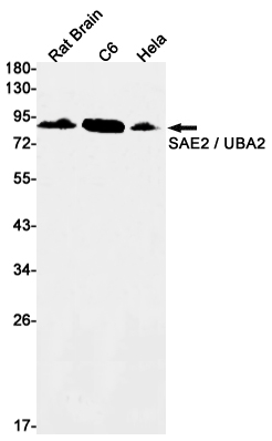 UBA2 Rabbit mAb