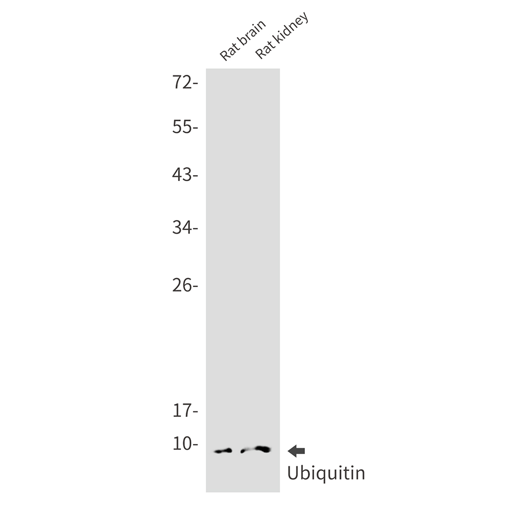 Ubiquitin Rabbit mAb