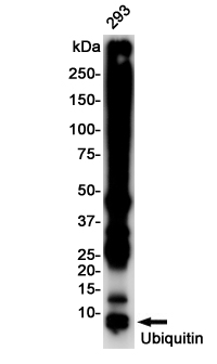 Ubiquitin Rabbit mAb