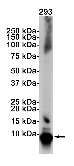 Ubiquitin Rabbit mAb