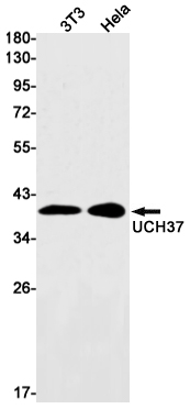 UCHL5 Rabbit mAb