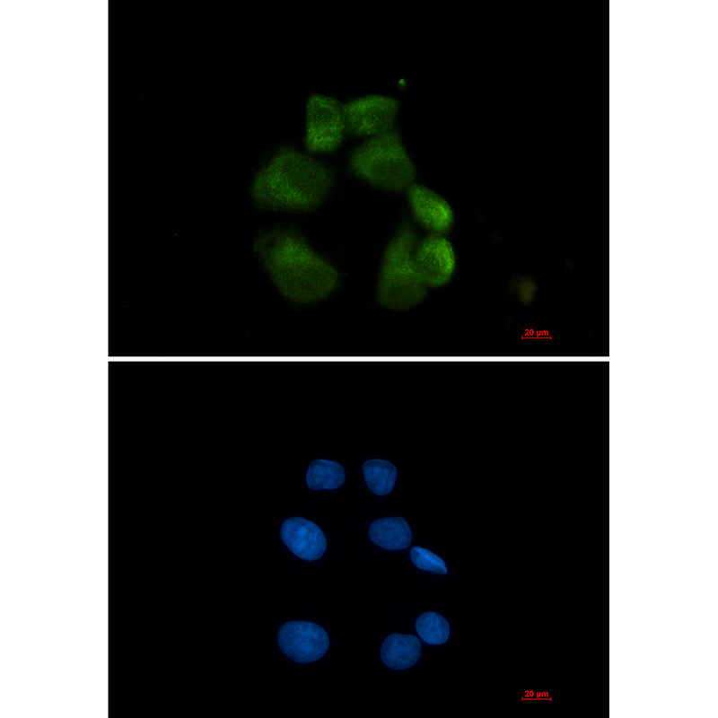 USP13 Rabbit mAb