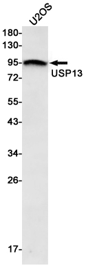 USP13 Rabbit mAb