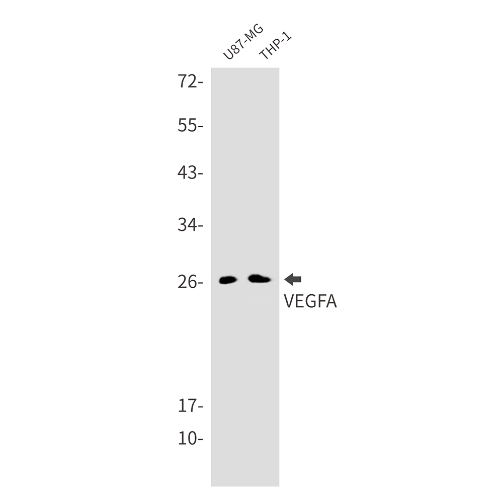 VEGFA Rabbit mAb