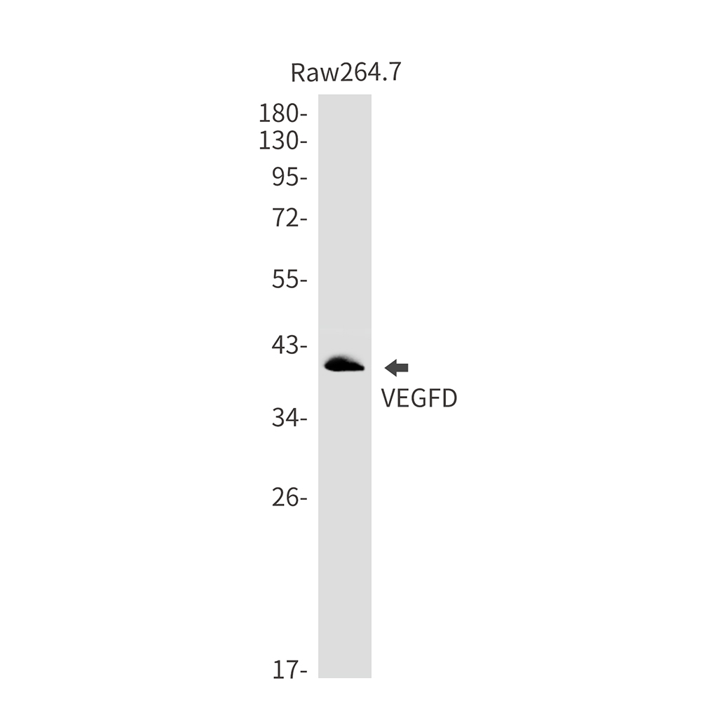 VEGFD Rabbit mAb