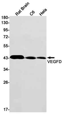 VEGFD Rabbit mAb