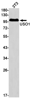 USO1 Rabbit mAb