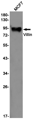 Villin Rabbit mAb