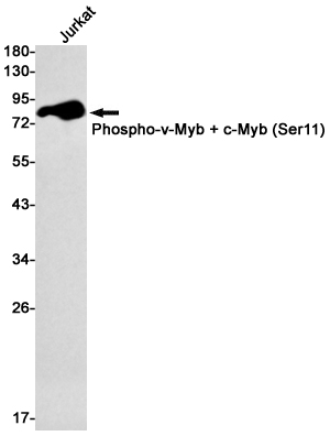 Phospho-c Myb (Ser11) Rabbit mAb