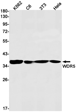 WDR5 Rabbit mAb