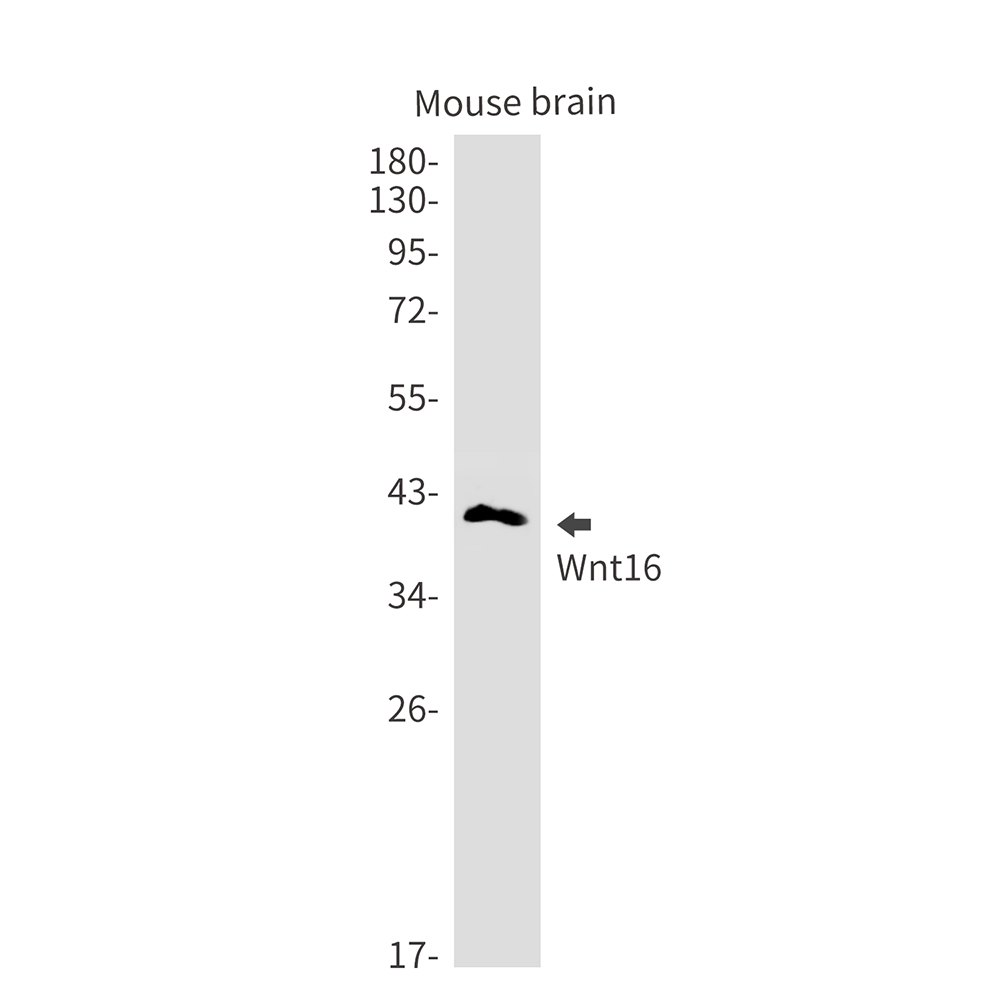 Wnt16 Rabbit mAb