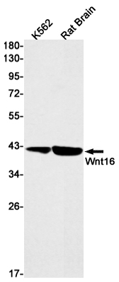 Wnt16 Rabbit mAb