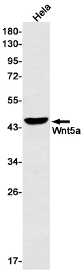 Wnt5a Rabbit mAb