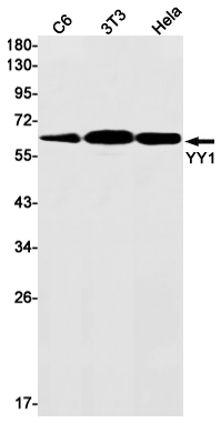 YY1 Rabbit mAb