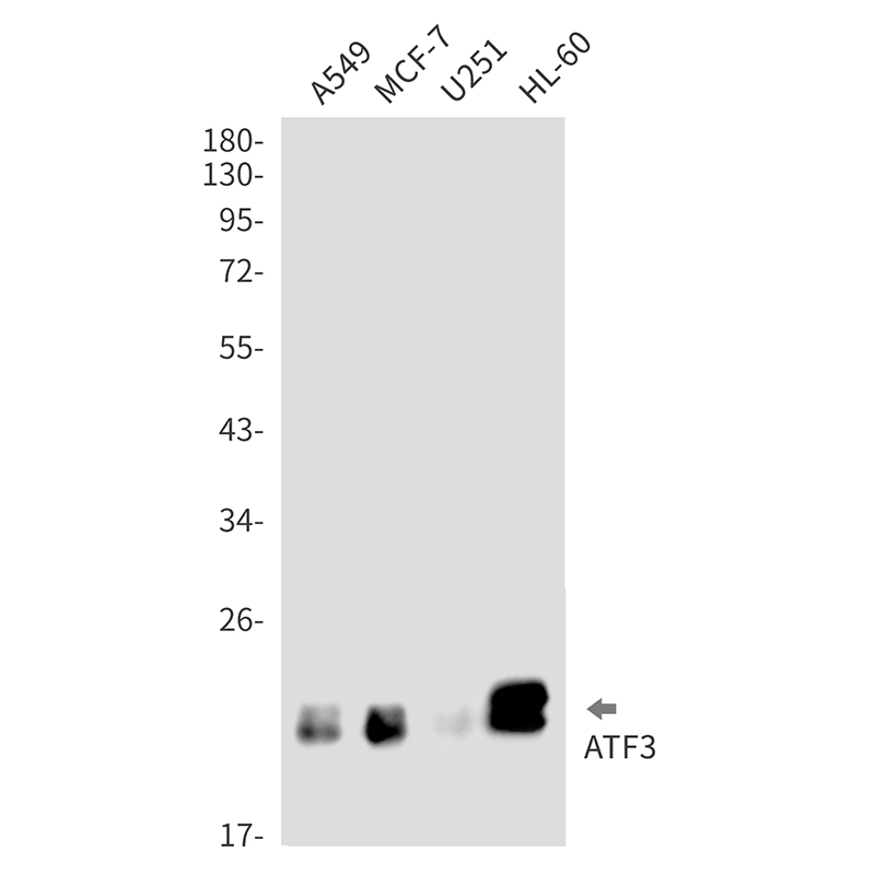 ATF3 Rabbit mAb