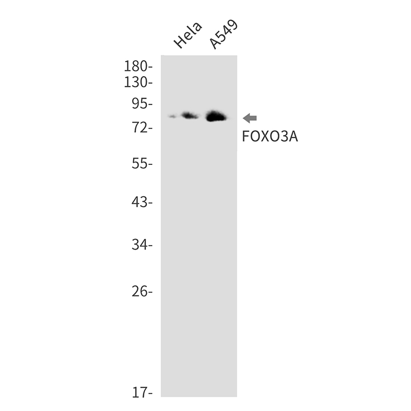 FOXO3 Rabbit mAb