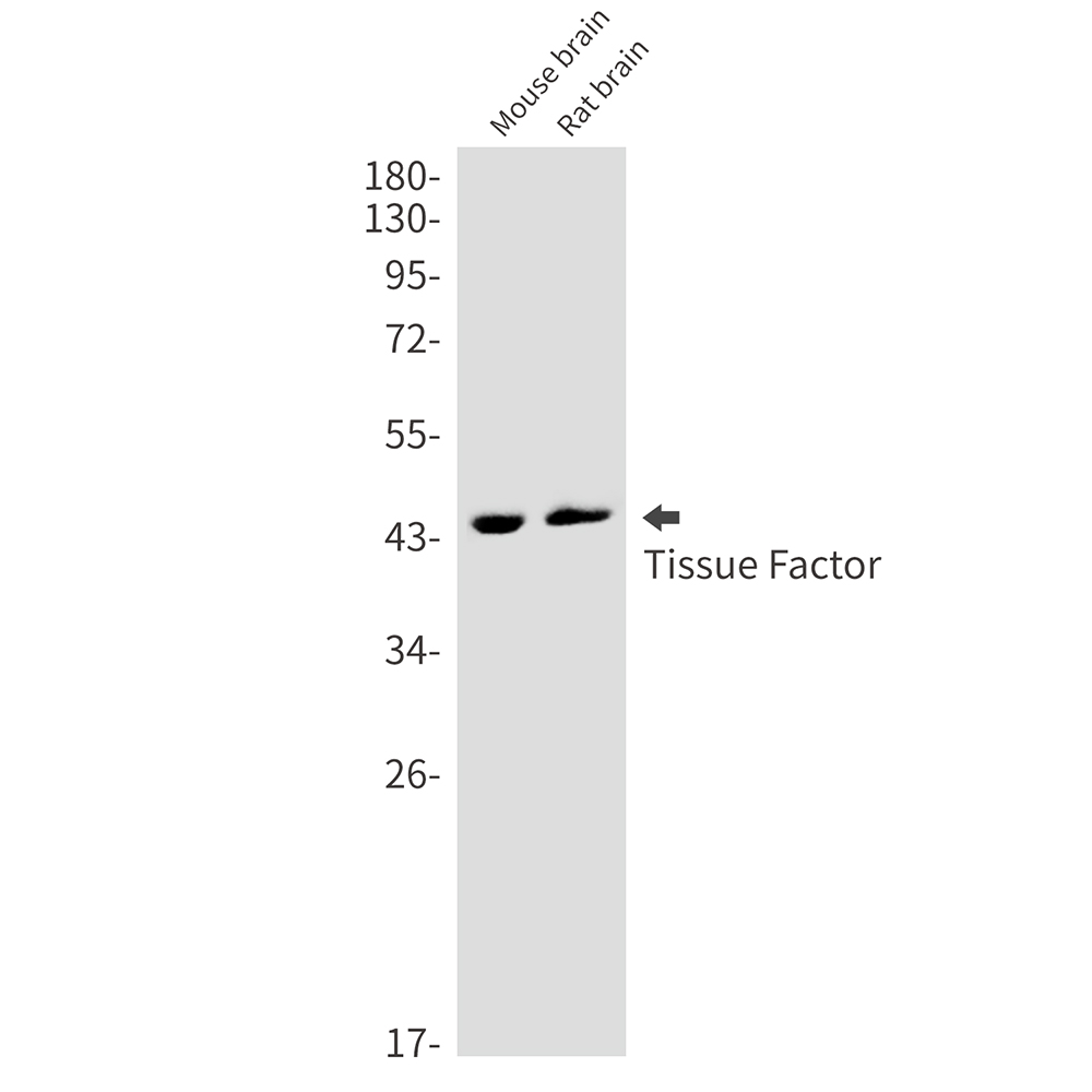 Tissue Factor Rabbit mAb