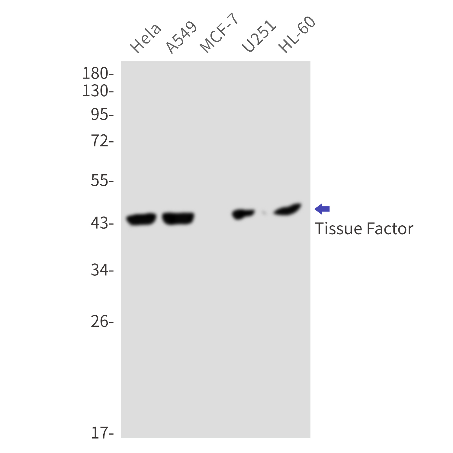 Tissue Factor Rabbit mAb