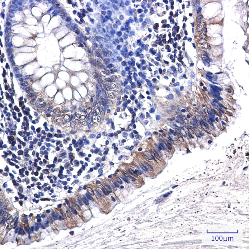 Osteopontin Rabbit mAb