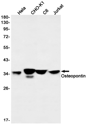 Osteopontin Rabbit mAb