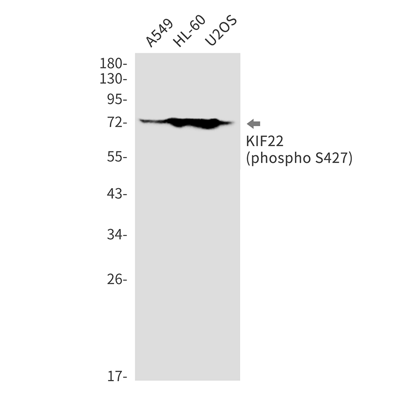 Phospho-KIF22 (Ser427) Rabbit mAb