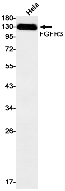 FGFR3 Rabbit mAb