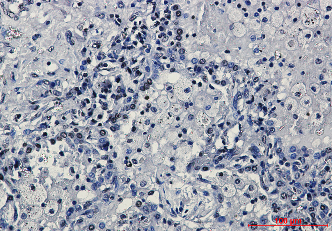 TriMethyl-Histone H3 (Lys27) Rabbit mAb