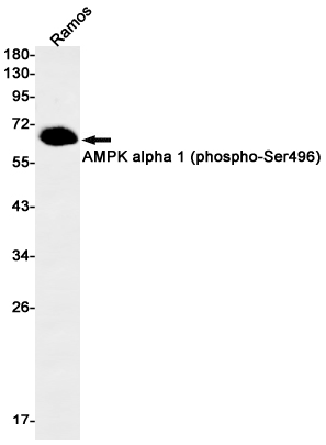 Phospho-AMPK alpha 1 (Ser496) Rabbit mAb