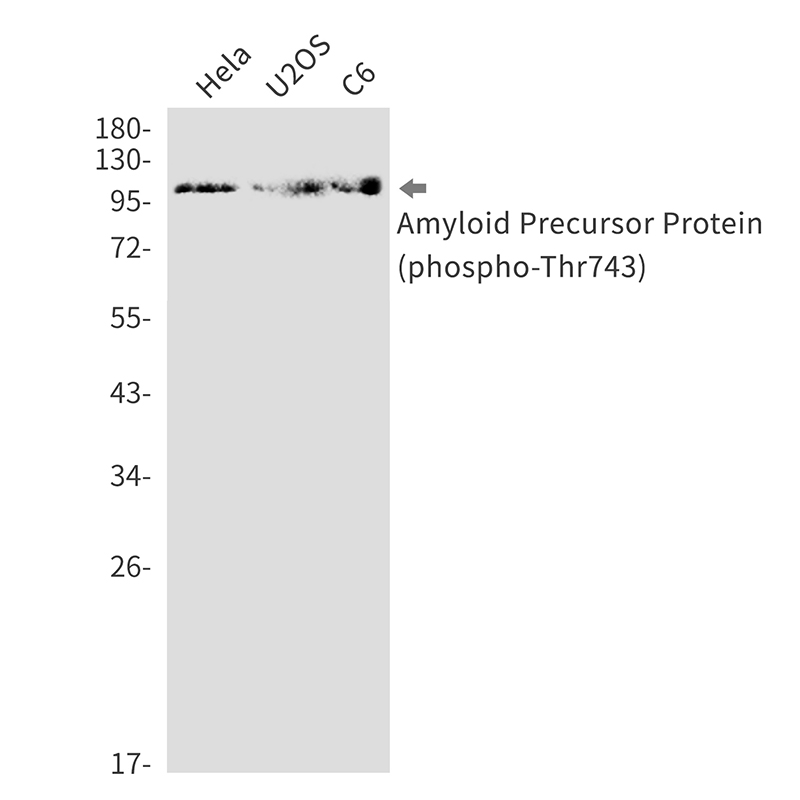 Phospho-Amyloid Precursor Protein (Thr743)  Rabbit mAb