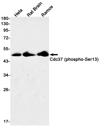 Phospho-CDC37 (Ser13) Rabbit mAb