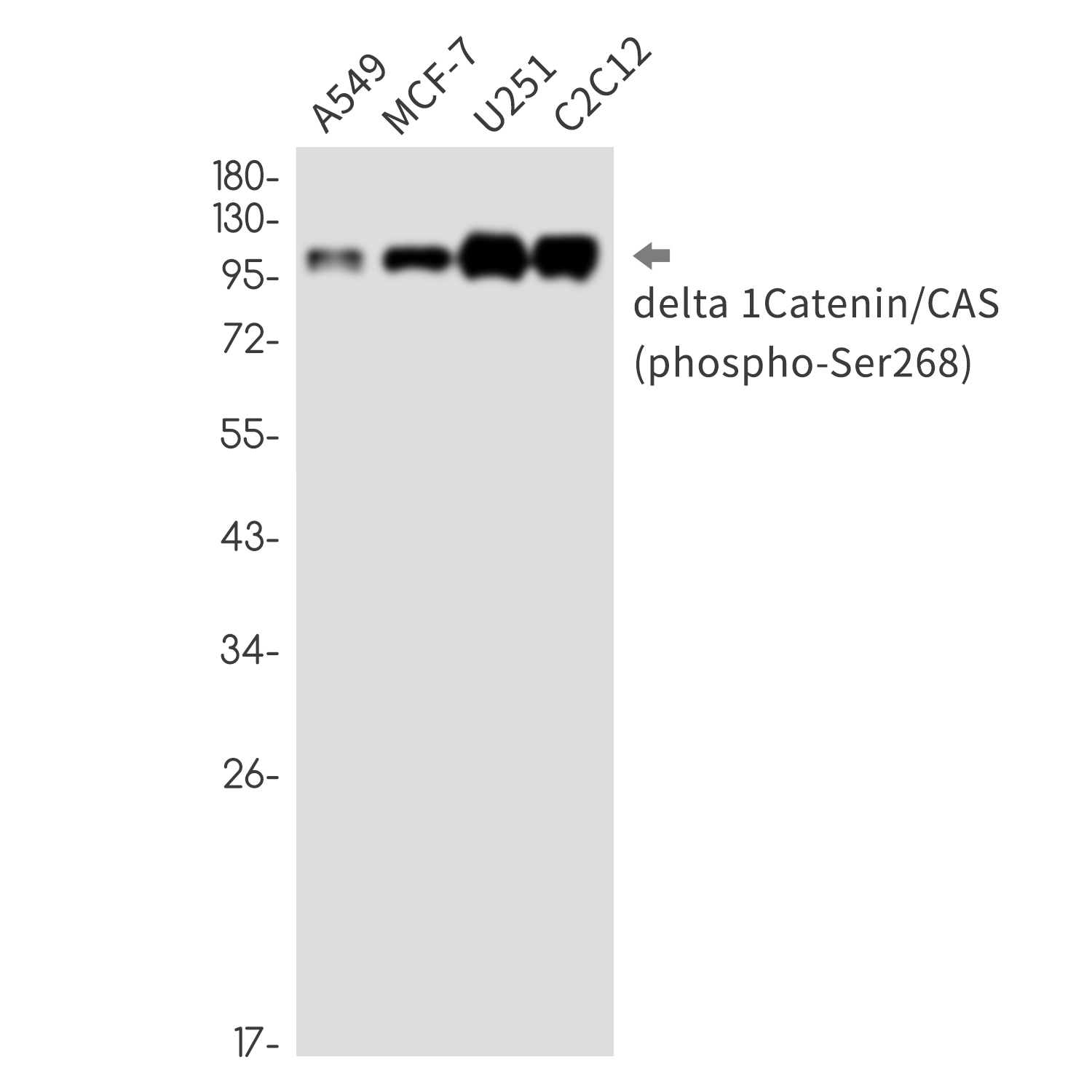 Phospho-delta 1 Catenin (Ser268) Rabbit mAb