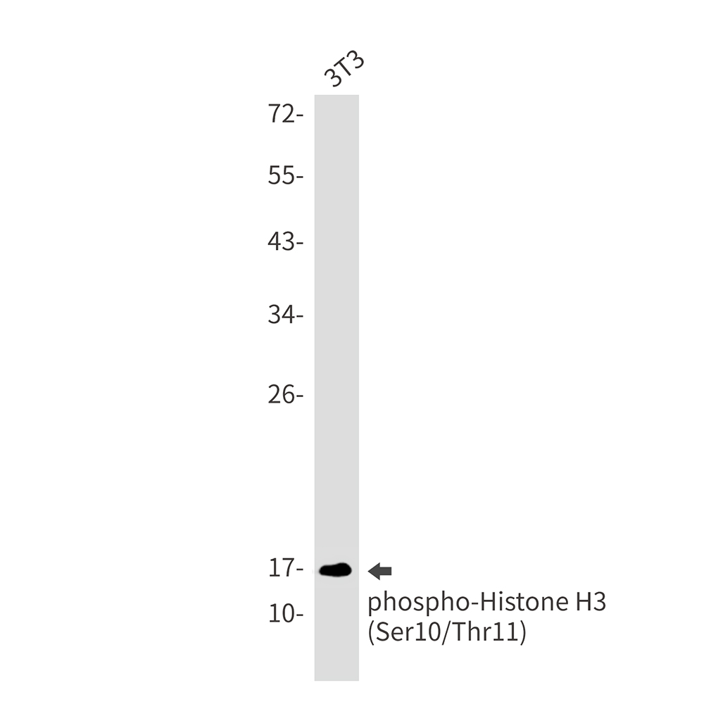 Phospho-Histone H3 (Ser10/Thr11) Rabbit mAb