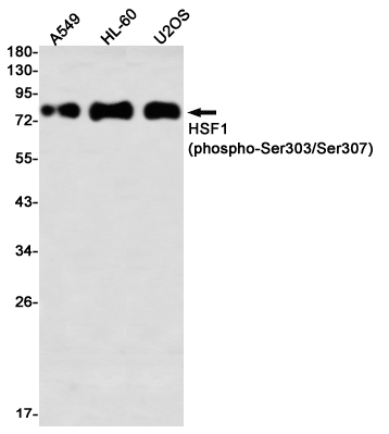 Phospho-HSF1 (Ser303/Ser307) Rabbit mAb