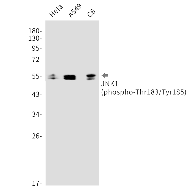 Phospho-JNK1 (Thr183/Tyr185) Rabbit mAb