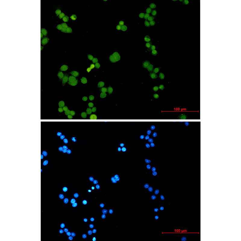 Phospho-MCM2 (Ser27) Rabbit mAb