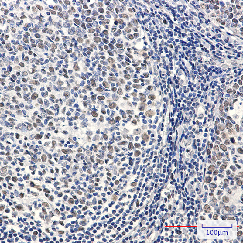 Phospho-MCM2 (Ser27) Rabbit mAb