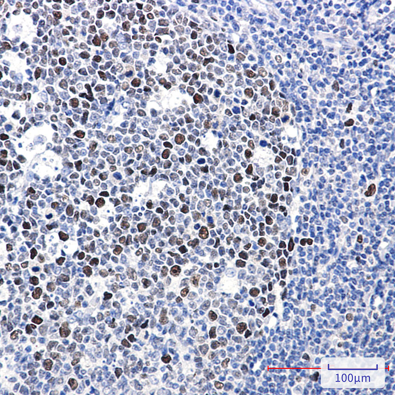 Phospho-MCM2 (Ser40) Rabbit mAb