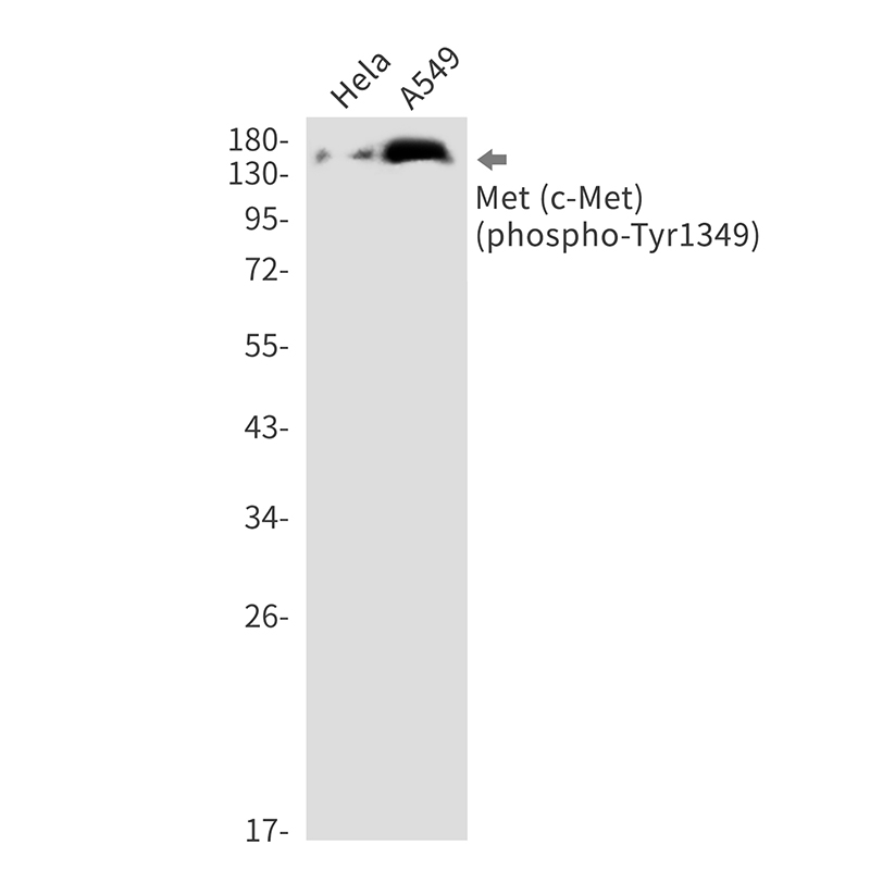 Phospho-c-Met (Tyr1349) Rabbit mAb