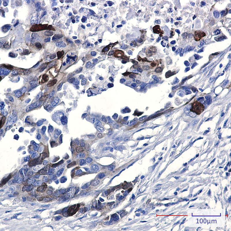 Phospho-NDRG1 (Ser330) Rabbit mAb