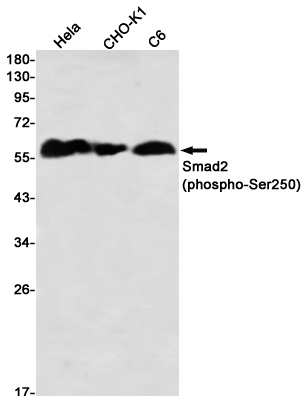 Phospho-Smad2 (Ser250) Rabbit mAb