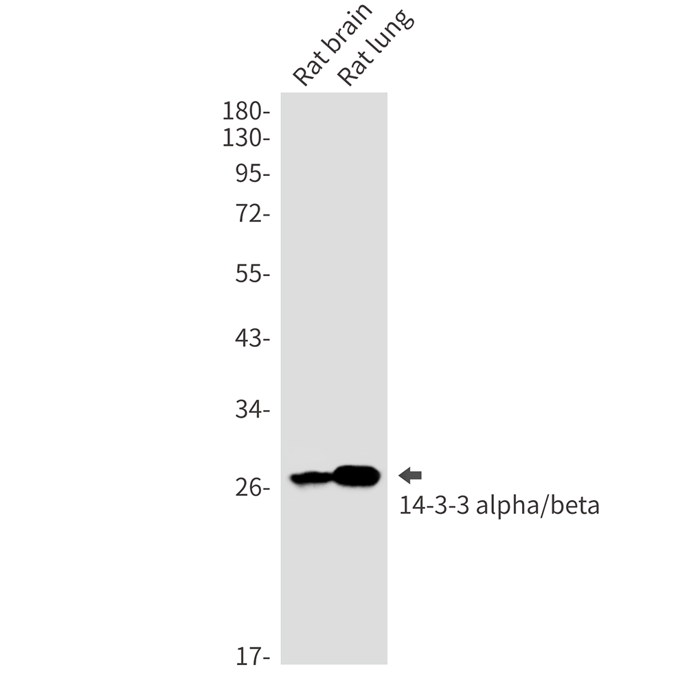 14-3-3 alpha/beta Rabbit mAb