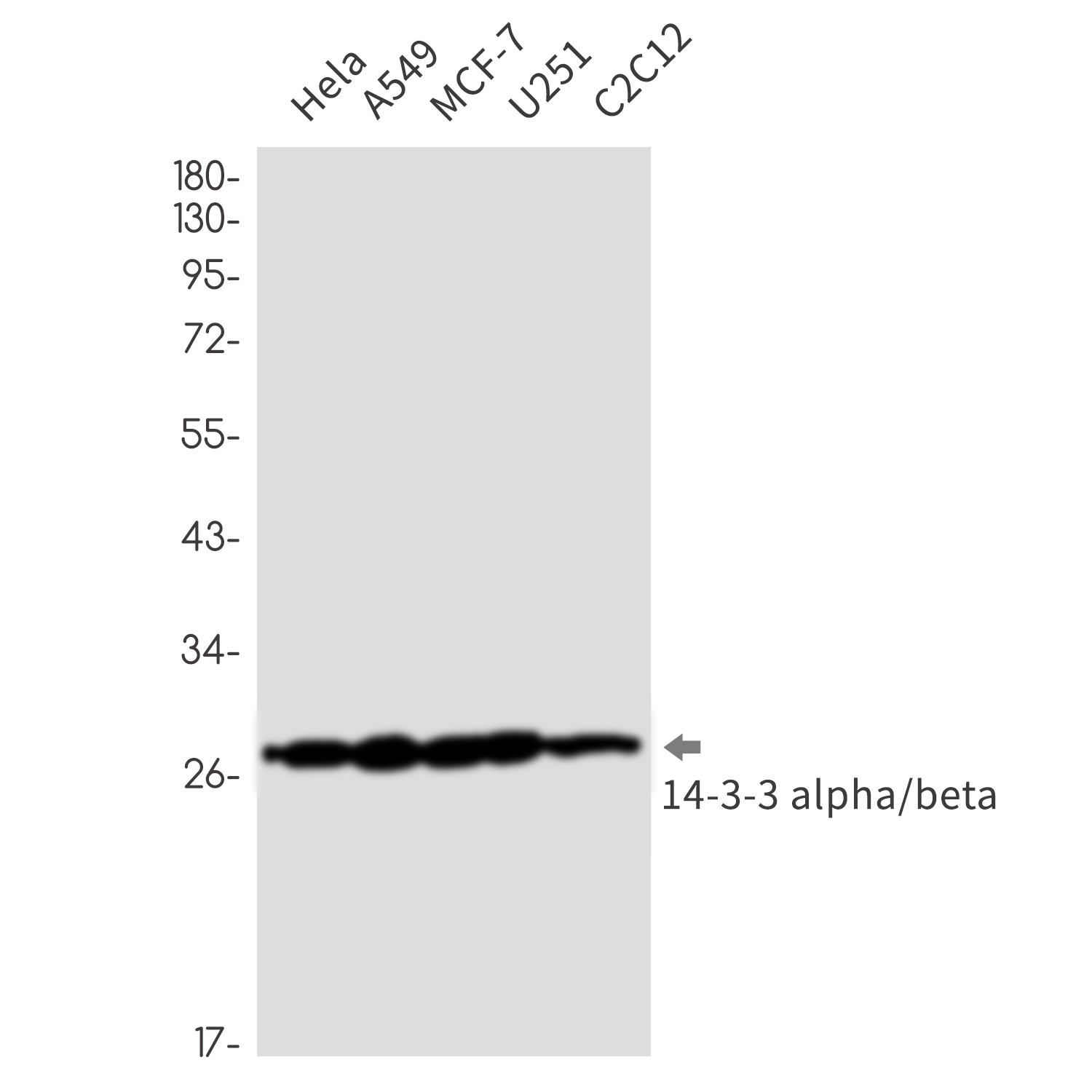 14-3-3 alpha/beta Rabbit mAb