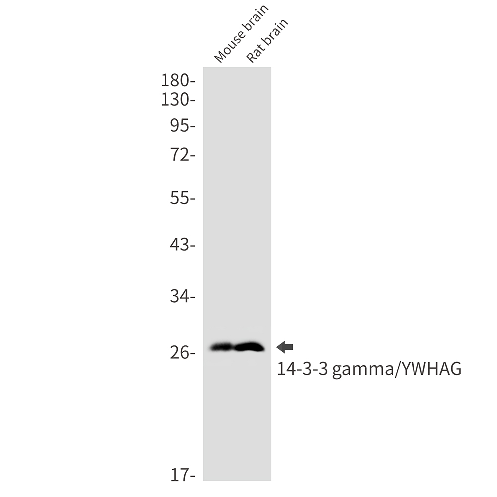 14-3-3 gamma Rabbit mAb